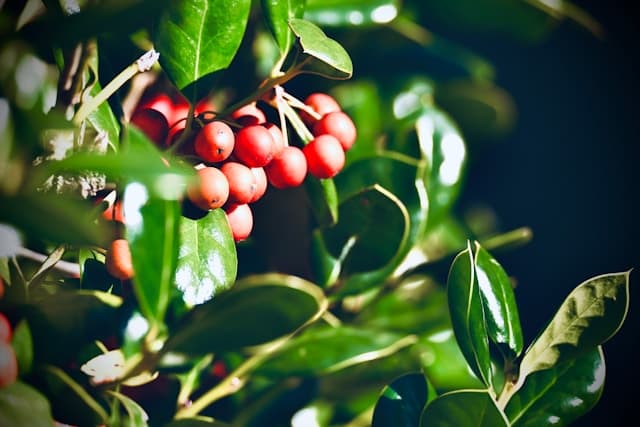 قهوه گواتمالا آنتیگوا - ۱۰۰ کیلوگرم